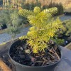 Abies koreana - Korea nulg C2/2L